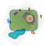Roylco See-Through Plant Cell Builder, 10/Set (R-59281)