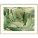 Amanti Art Petal I by Tang Ling Wood Framed Wall Art Print, 41" x 33" (A42675533997)