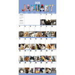 2026 TF Publishing Cat-A-Day 12" x 12" Monthly Wall Calendar, Multi (26-1002)