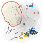 Roylco See-Through Animal Cell Builder, 10/Set (R-59280)
