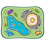 Roylco See-Through Plant Cell Builder, 10/Set (R-59281)