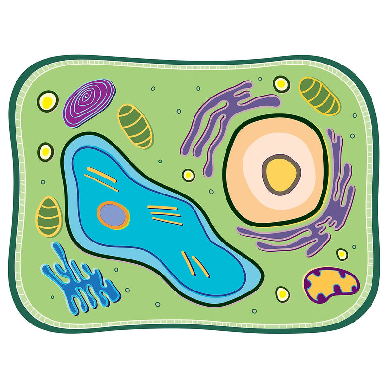 Roylco See-Through Plant Cell Builder, 10/Set (R-59281)