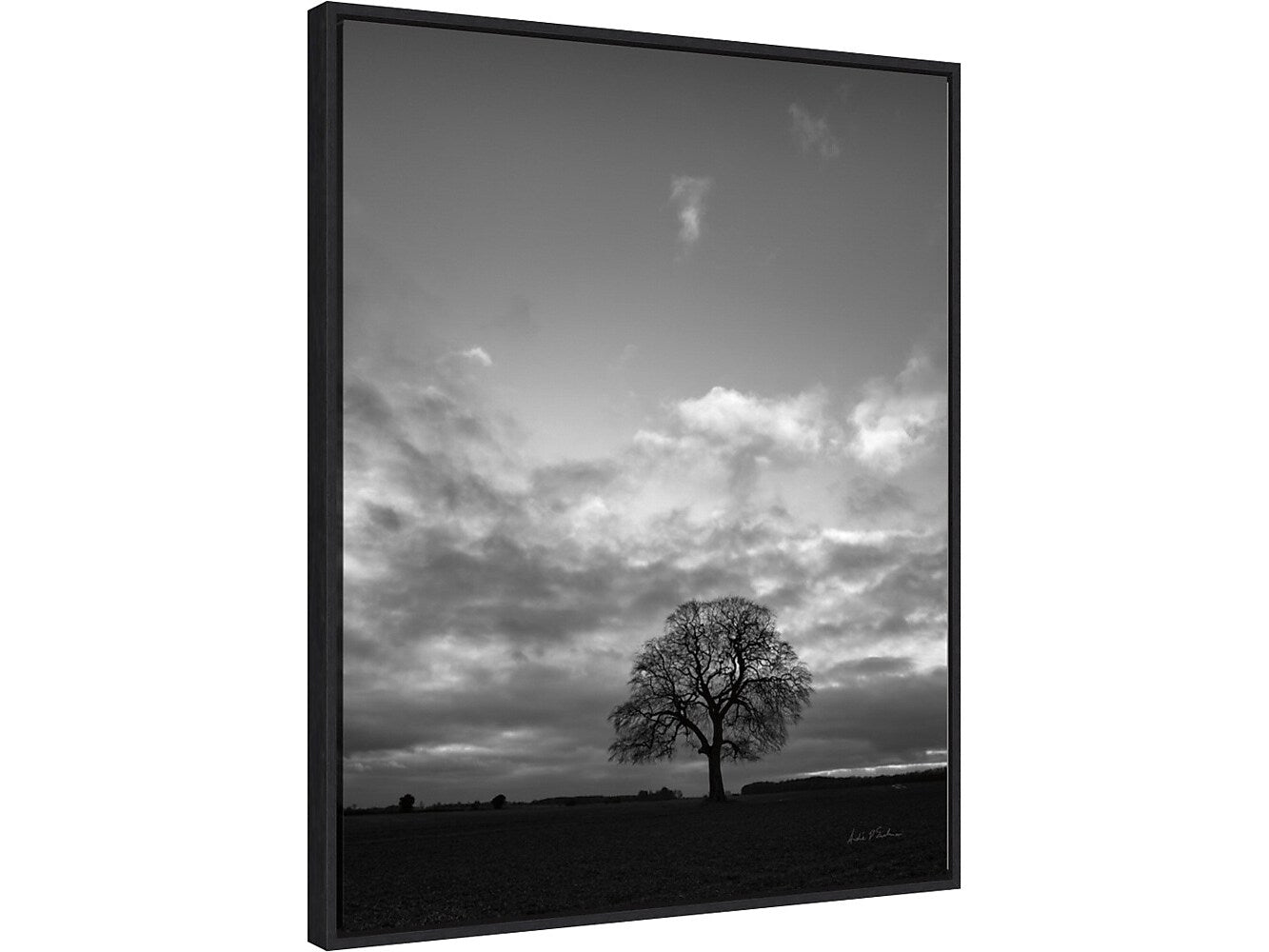Amanti Art Horizon Tree BW, Canvas, 23" x 28" (A42675515097)