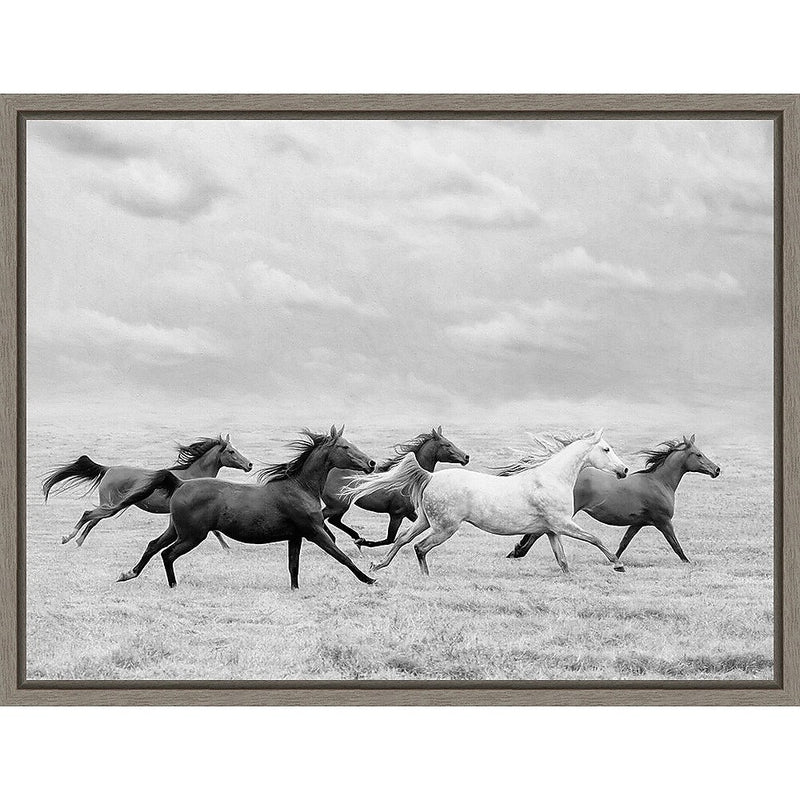 Amanti Art Horse Run I by PHBurchett Framed Canvas Wall Art Print, 24" x 18" (A42675322595)