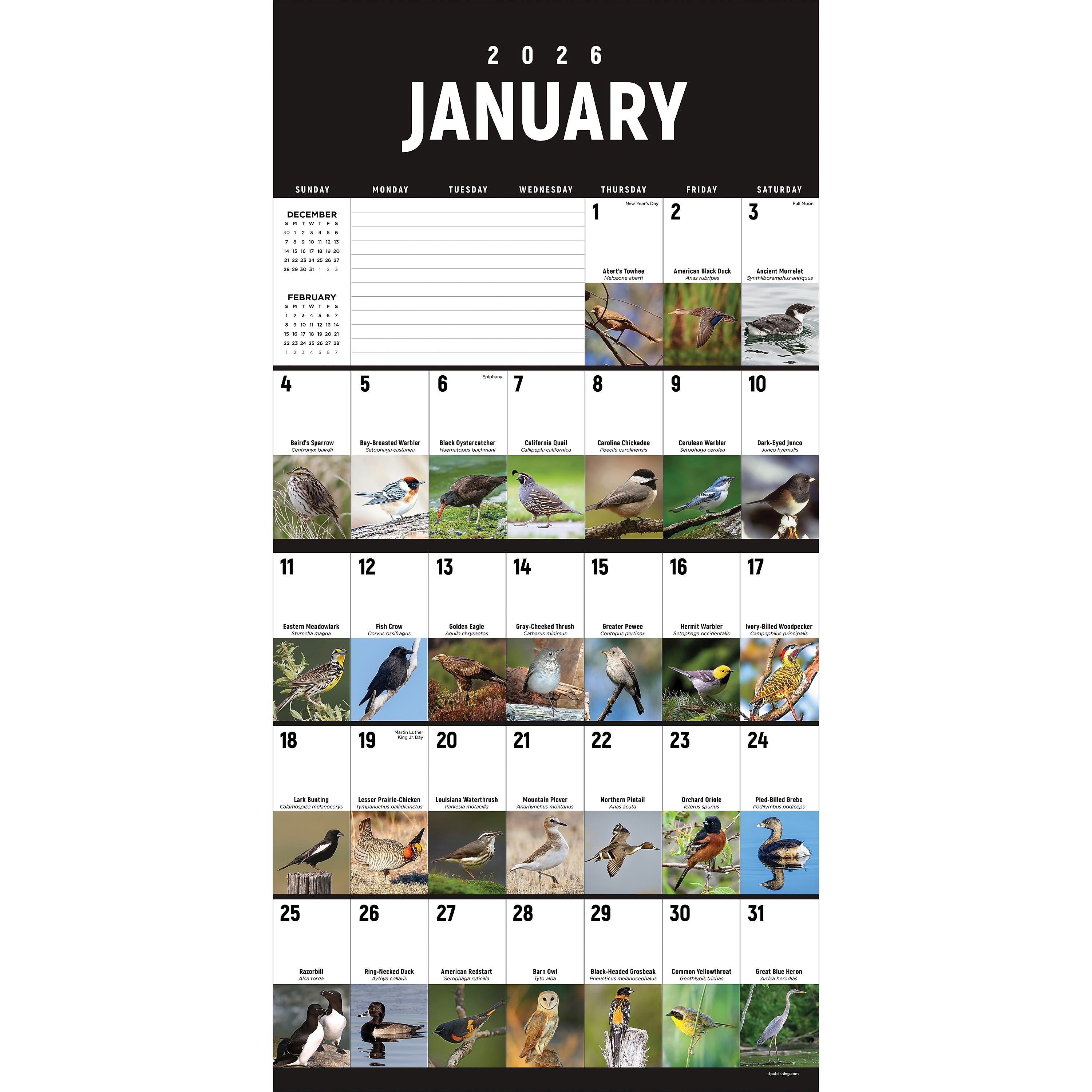 2026 TF Publishing 12" x 17" TF Publishing 12" x 12" Birds: Backyard and Beyond Wall Calendar 26-1121