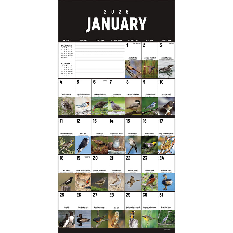 2026 TF Publishing 12" x 17" TF Publishing 12" x 12" Birds: Backyard and Beyond Wall Calendar 26-1121