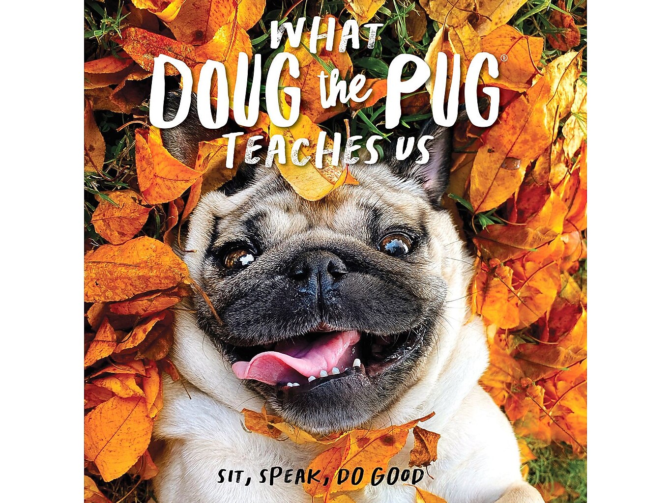 What Doug the Pug Teaches Us, Hardcover