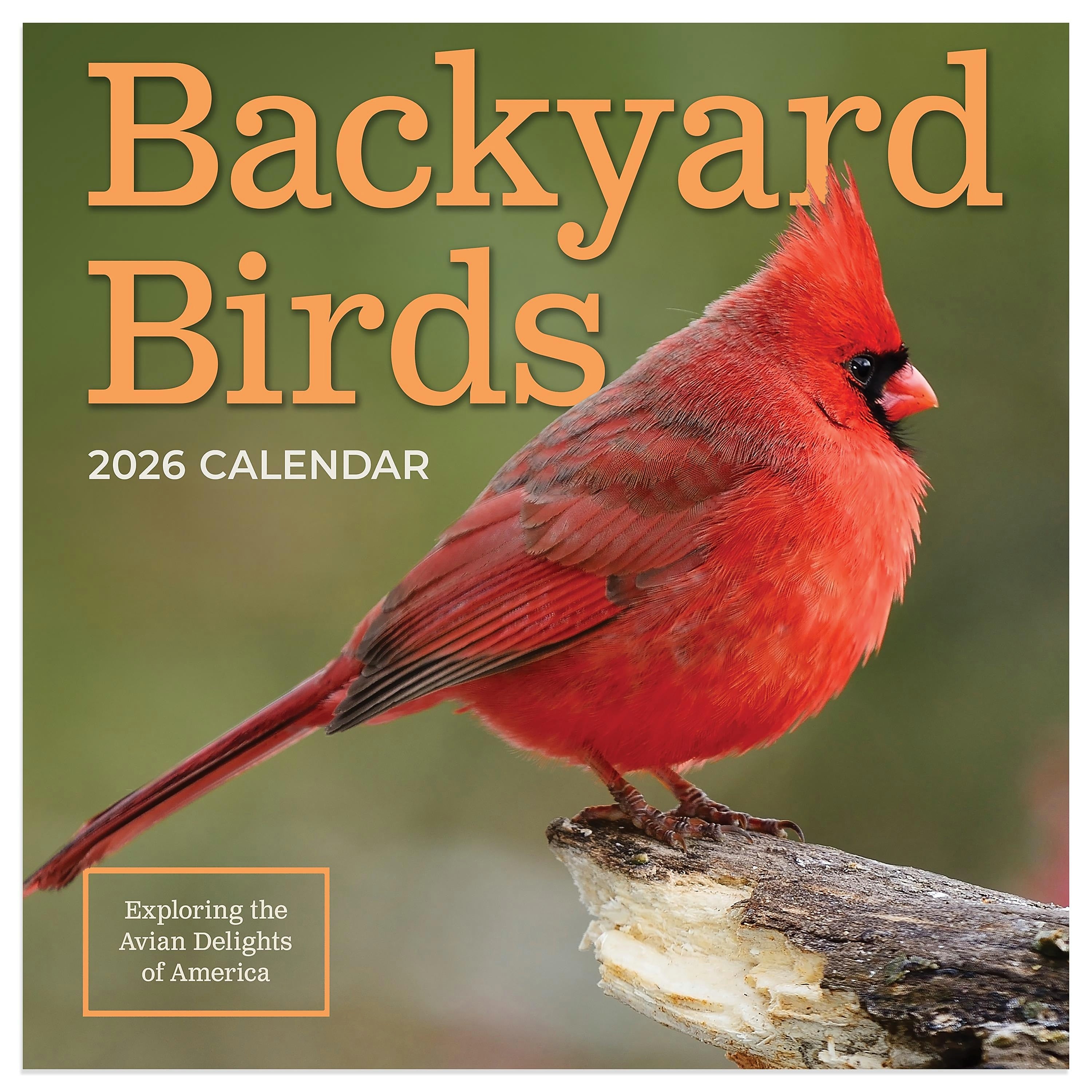 2026 TF Publishing 12" x 17" TF Publishing 7" x 7" Backyard Birds Mini Calendar 26-2013