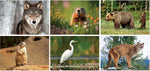 2025 North American Wildlife Desk Calendar, Qty 500