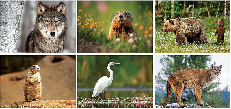 2025 North American Wildlife Desk Calendar, Qty 500