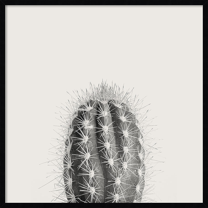Amanti Art Haze Cactus Succulent Tall by The Creative Bunch Studio Wood Framed Wall Art Print, 33" x 33" (A42675345771)
