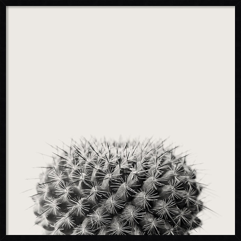 Amanti Art Haze Cactus Succulent by The Creative Bunch Studio Wood Framed Wall Art Print, 33" x 33" (A42675345780)