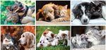 2025 Furry Friends Wall Calendar Stapled, Qty 500
