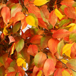 Nearly Natural 8' Autumn Ficus Artificial Fall Tree (T4767)