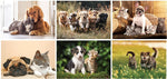 2025 Furry Friends Wall Calendar Stapled, Qty 500