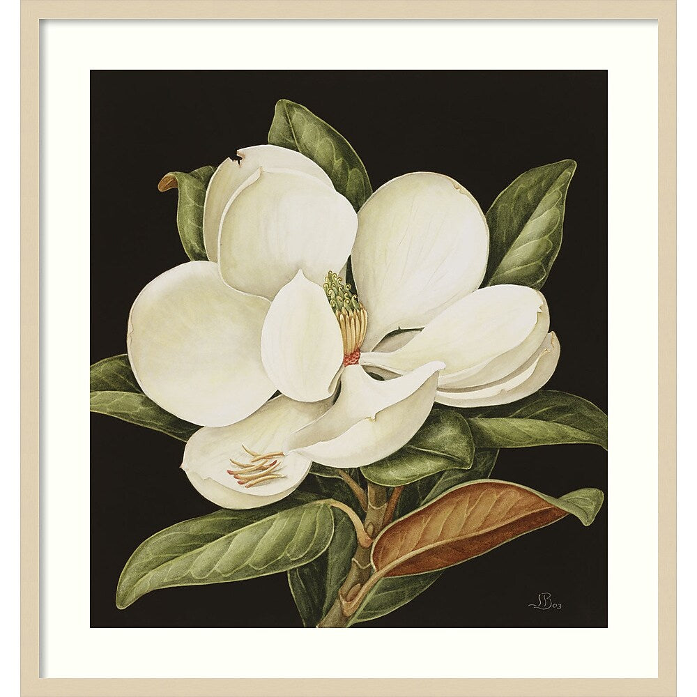 Amanti Art Magnolia Grandiflora 2003 by Jenny Barron Wood Framed Wall Art Print, 31" x 33" (A42675530231)