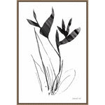 Amanti Art Paradise Botanicals I by Danhui Nai Framed Canvas Wall Art Print, 23" x 33" (A42678302435)