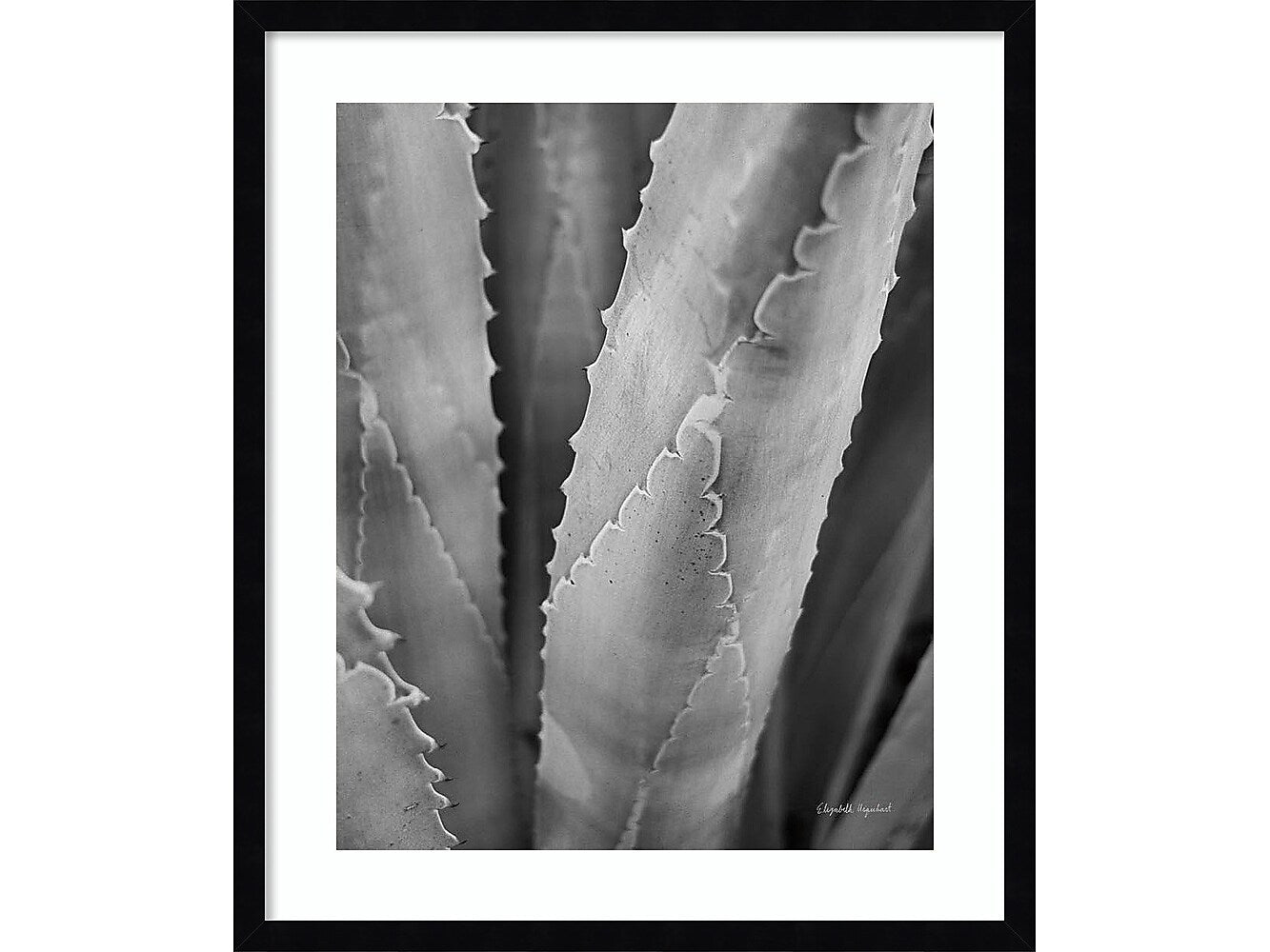 Amanti Art Abstract Agave I, Paper, 21" x 25" (A42675516734)