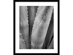 Amanti Art Abstract Agave I, Paper, 21" x 25" (A42675516734)