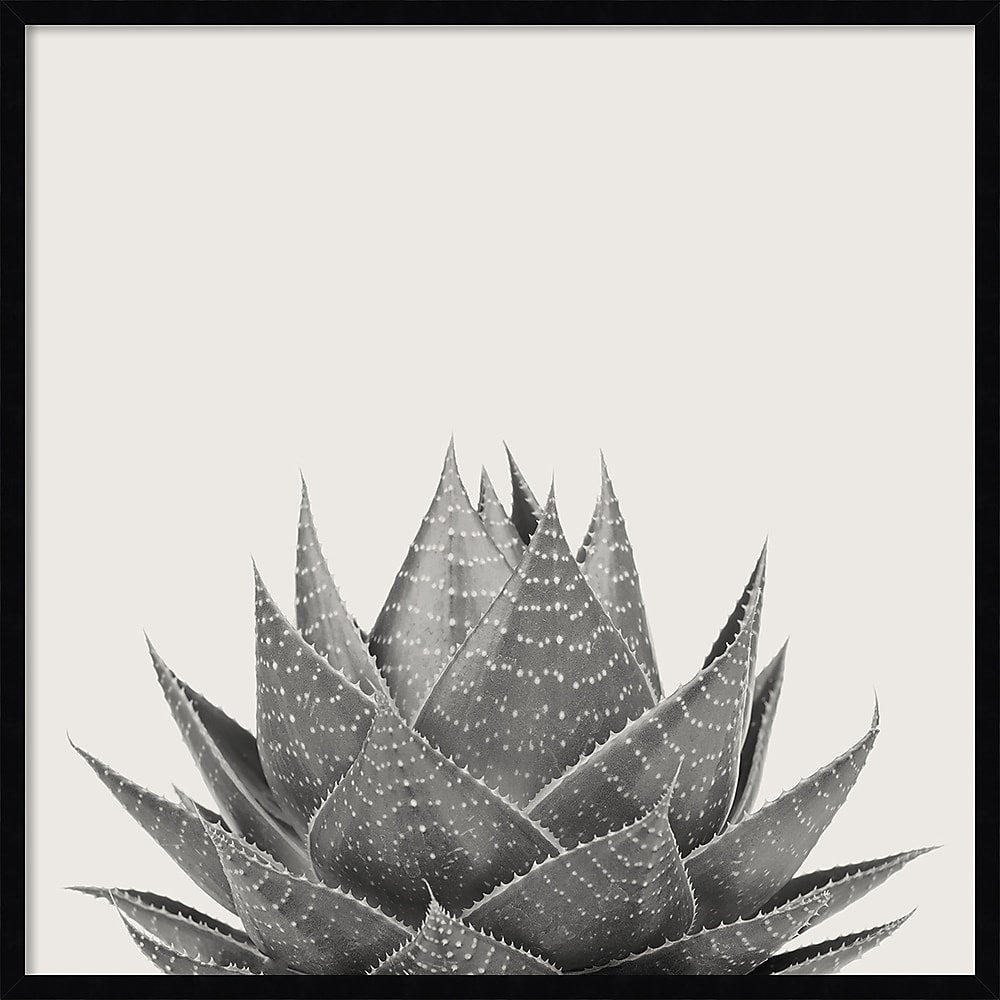 Amanti Art Haze Aloe Succulent by The Creative Bunch Studio Wood Framed Wall Art Print, 33" x 33" (A42675345777)