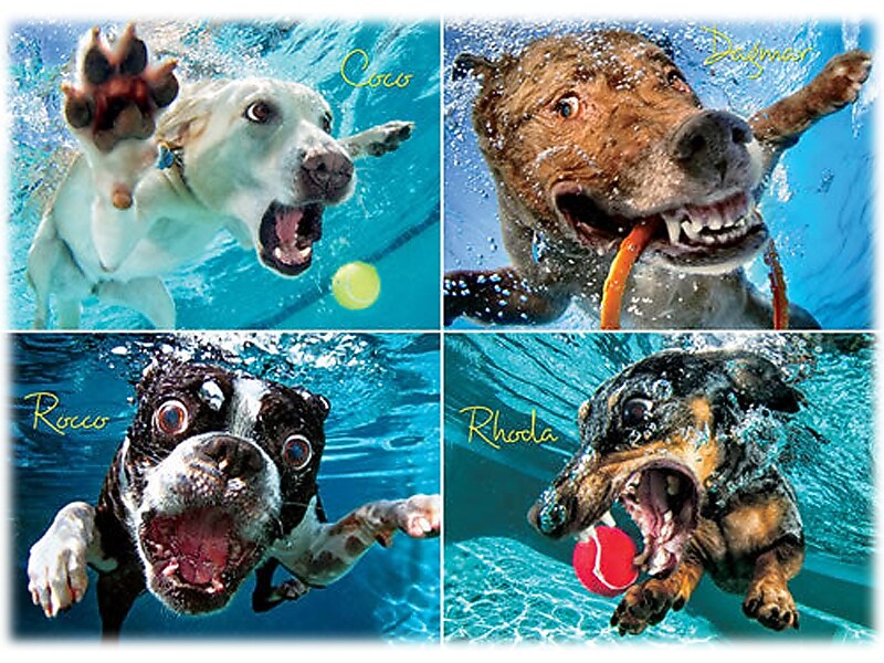 Willow Creek Underwater Dogs: Pool Pawty 1000-Piece Jigsaw Puzzle (48192)