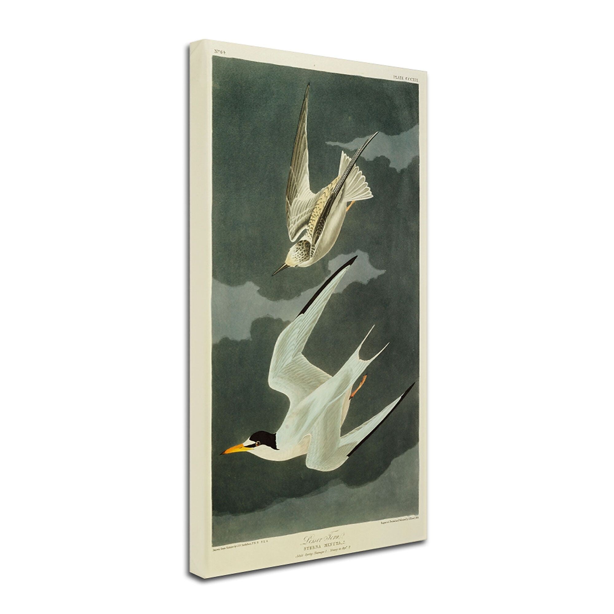 Trademark Fine Art 'Lesser Tern #44; Little Tern' 14" x 24" Canvas Art