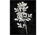 Amanti Art Plant Life White on Black II, Canvas, 23" x 30" (A42675515283)