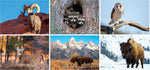 2025 North American Wildlife Desk Calendar, Qty 1000