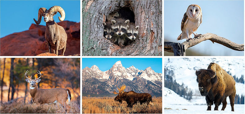 2025 North American Wildlife Desk Calendar, Qty 50