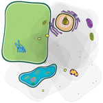 Roylco See-Through Plant Cell Builder, 10/Set (R-59281)