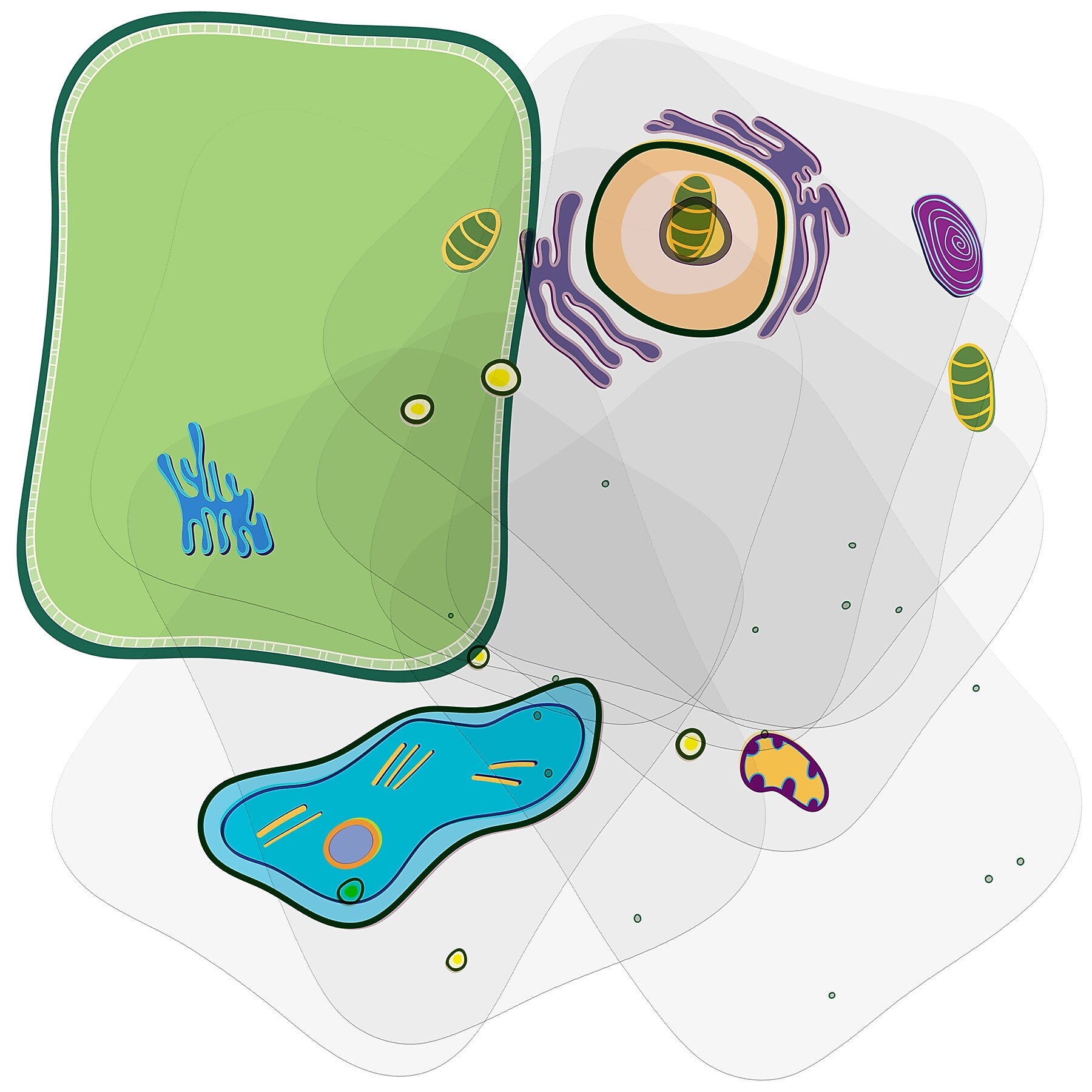 Roylco See-Through Plant Cell Builder, 10/Set (R-59281)