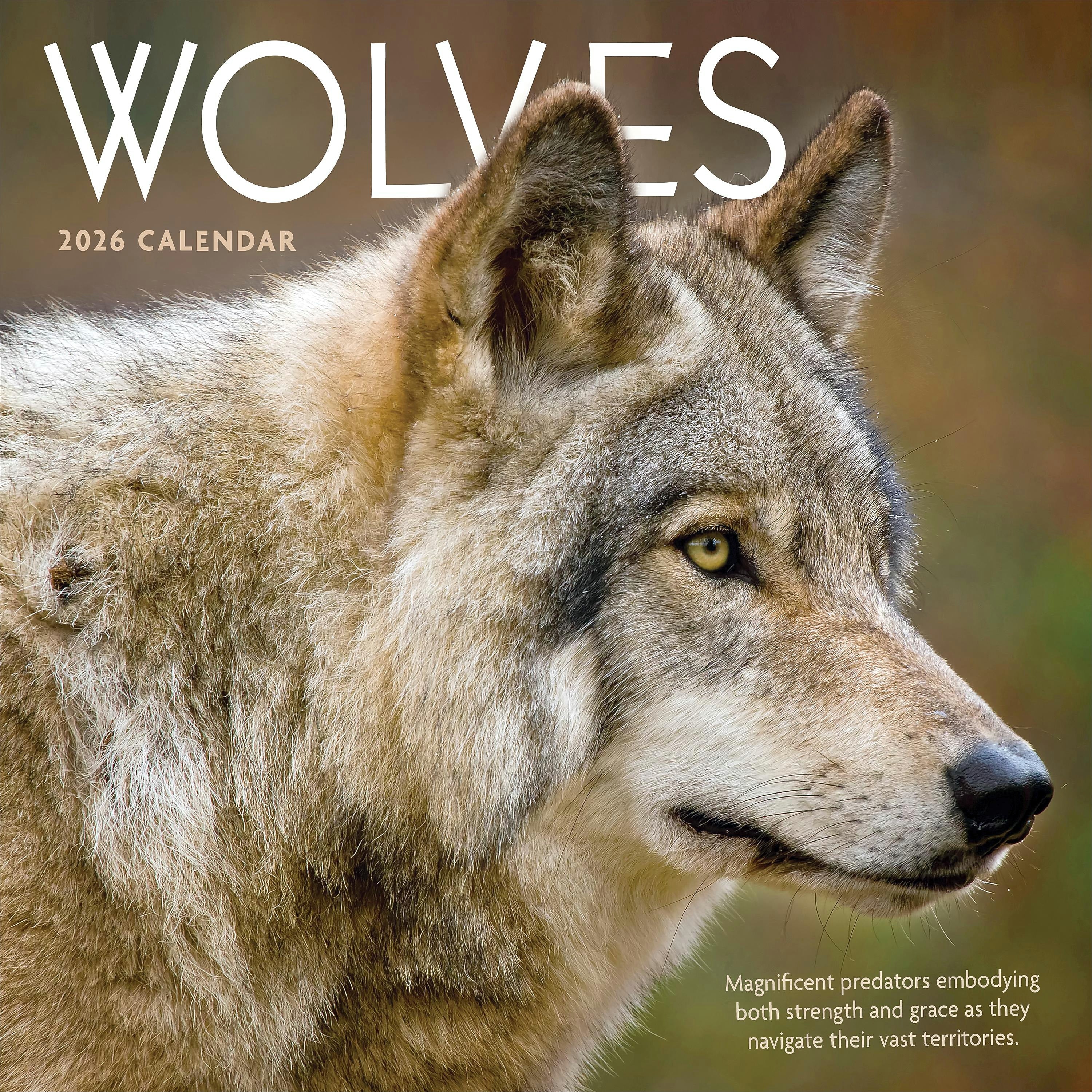 2026 TF Publishing Wolves 12" x 12" Monthly Wall Calendar, Multi (26-1035)