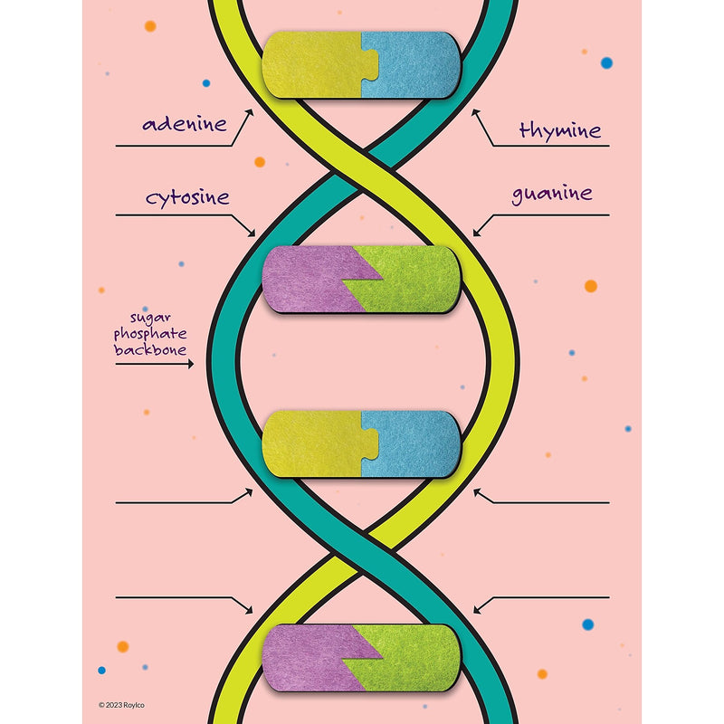 Roylco DNA Builder, 9/Set (R-59252)