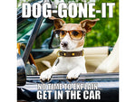 Dog-Gone-It, Hardcover