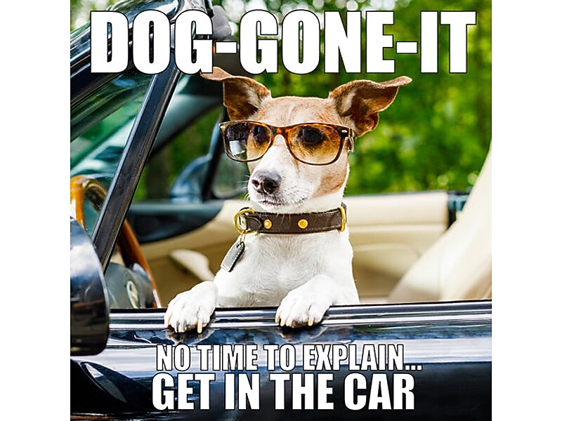 Dog-Gone-It, Hardcover