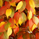 Nearly Natural 10' Autumn Ficus Artificial Fall Tree (T4769)