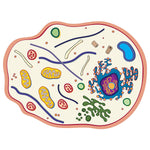 Roylco See-Through Animal Cell Builder, 10/Set (R-59280)