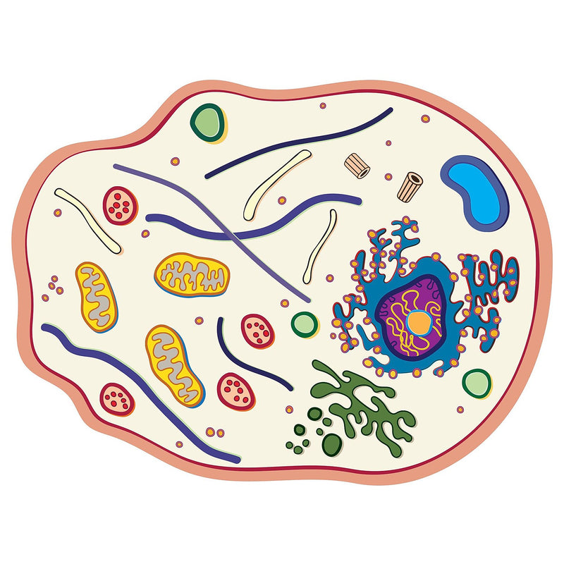 Roylco See-Through Animal Cell Builder, 10/Set (R-59280)