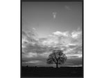 Amanti Art Horizon Tree BW, Canvas, 23" x 28" (A42675515097)