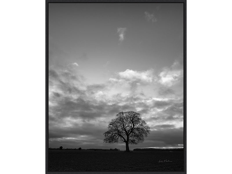 Amanti Art Horizon Tree BW, Canvas, 23" x 28" (A42675515097)