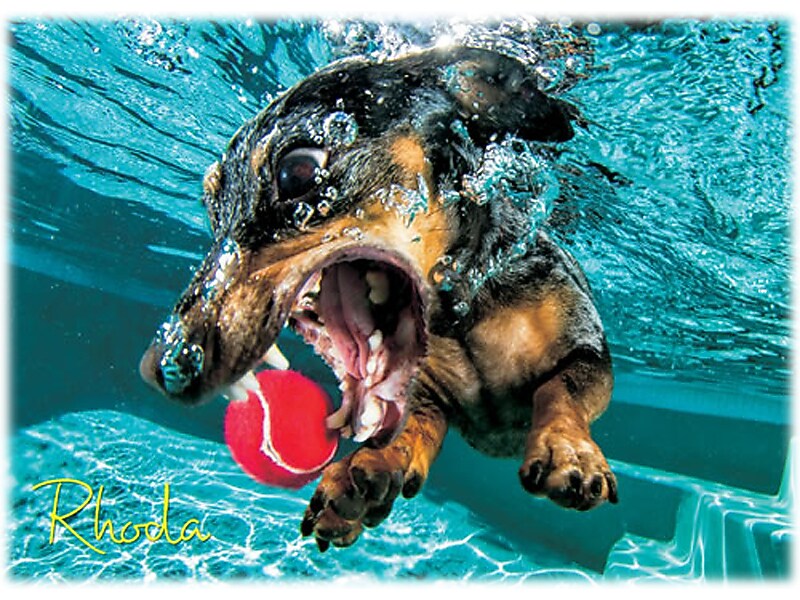 Willow Creek Underwater Dogs: Rhoda 1000-Piece Jigsaw Puzzle (48420)