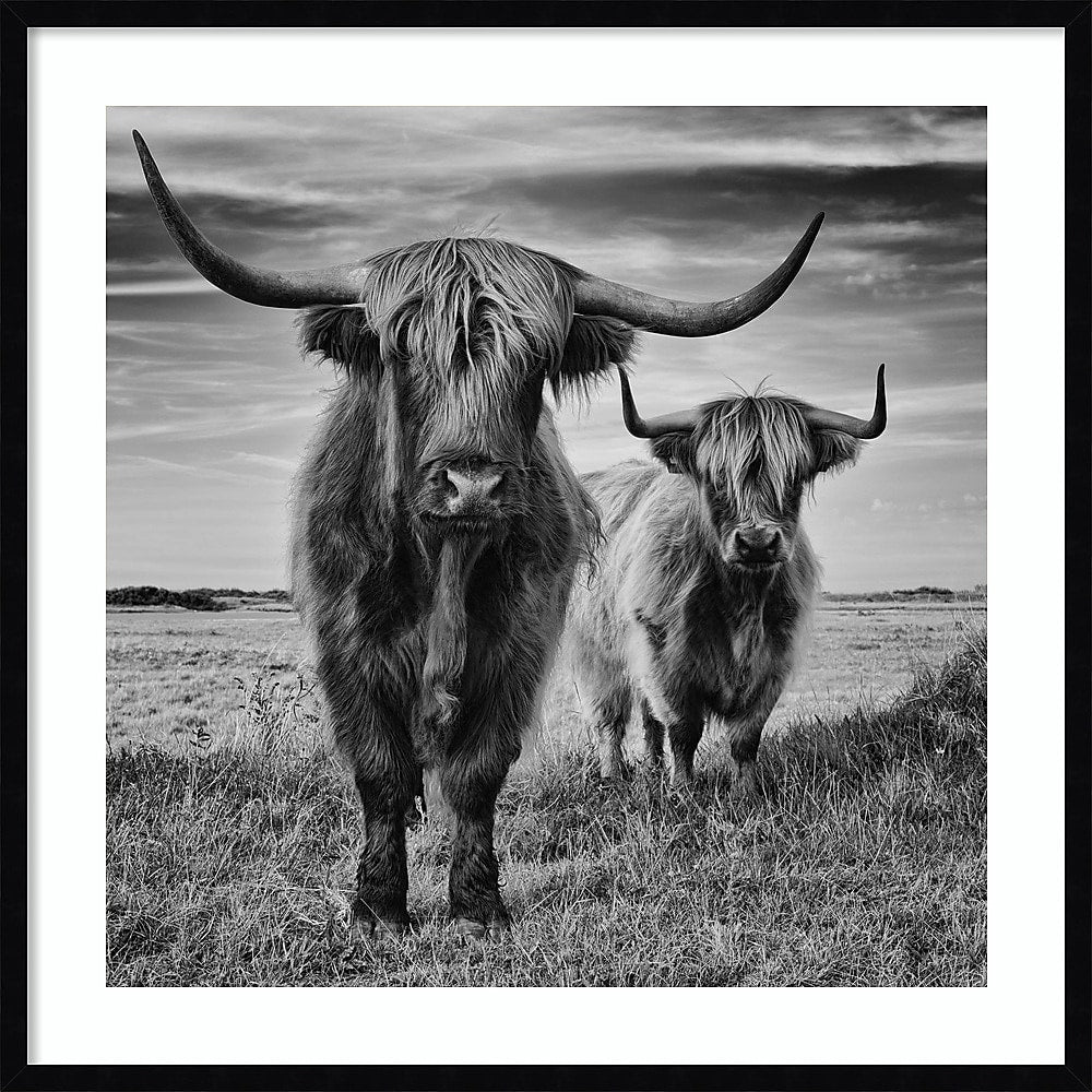 Amanti Art Highland Cow Couple by Stephane Pecqueux Wood Framed Wall Art Print, 33" x 33" (A42677163164)