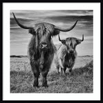 Amanti Art Highland Cow Couple by Stephane Pecqueux Wood Framed Wall Art Print, 33" x 33" (A42677163164)