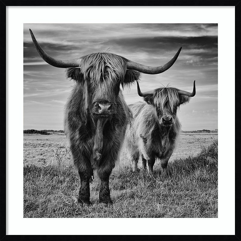 Amanti Art Highland Cow Couple by Stephane Pecqueux Wood Framed Wall Art Print, 33" x 33" (A42677163164)