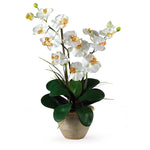 Nearly Natural 1026-CR Double Phalaenopsis Floral Arrangements, Cream