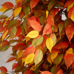 Nearly Natural 9' Autumn Ficus Artificial Fall Tree (T4768)