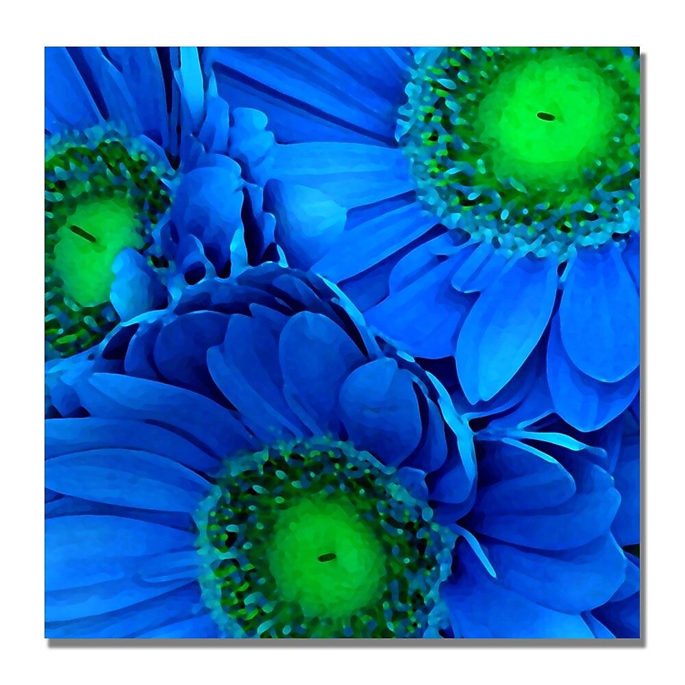 Trademark Fine Art Amy Vangsgard 'Blue Gerber Daisies' Canvas Art