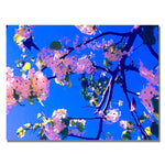 Trademark Fine Art Amy Vangsgard ' Pink Flowering' Canvas Art