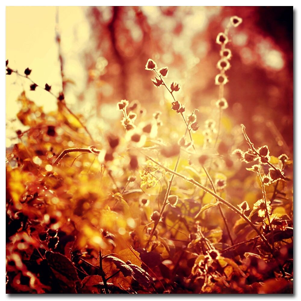 Trademark Fine Art Beata Czyzowska Young 'Sunset in my Garden' Canvas Art