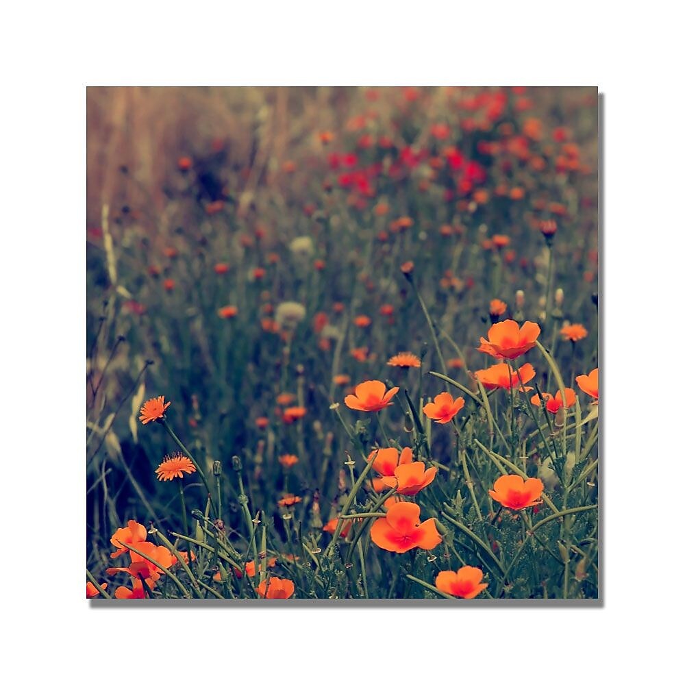 Trademark Fine Art Beata Czyzowska 'Field of Dreams' Canvas Art
